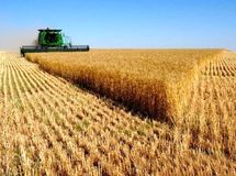 مجری طرح گندم وزارت جهاد: یک میلیون و 900 هزار تن گندم از کشاورزان خریداری شد