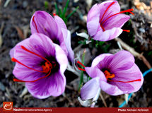 رئیس اتحادیه صادرکنندگان زعفران: قاچاق پیاز زعفران به افغانستان تهدیدی برای تولید کشور است