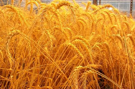 میزان خرید تضمینی گندم از کشاورزان تاکنون ۲.۶ میلیون تن بوده است