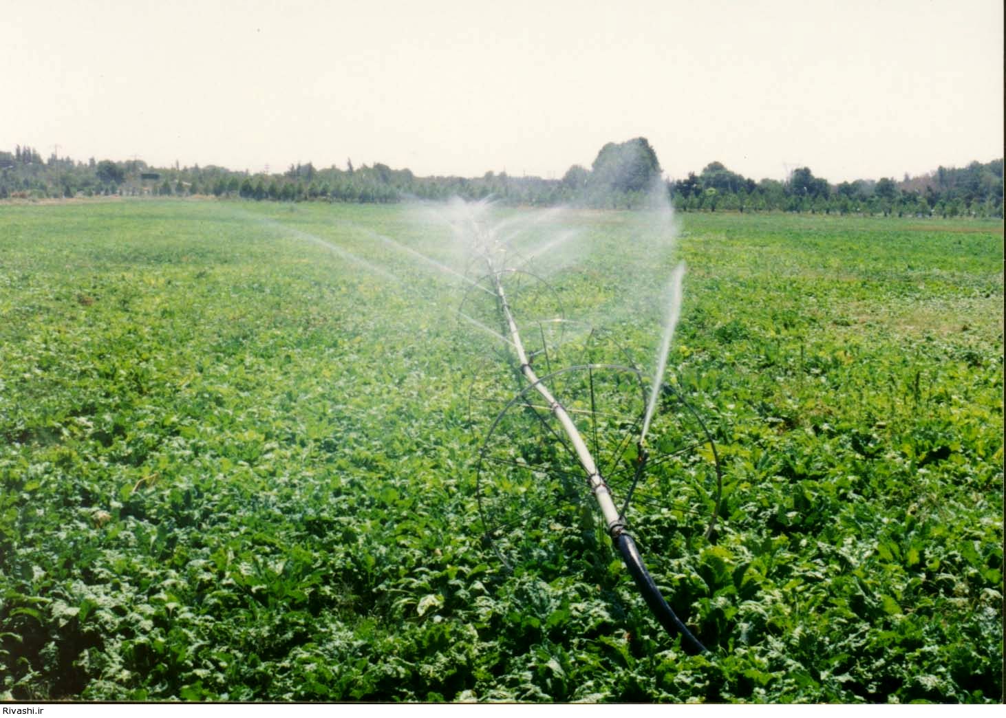 10هزار هکتار از اراضی تهران آبیاری تحت‌فشار می‌شوند