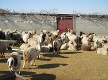 238 میلیاردریال برای تامین آب و علوفه عشایر اختصاص یافت