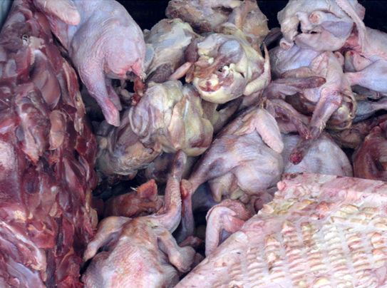 پنج تن اسکلت و خمیر غیرمجاز مرغ کشف و معدوم شد