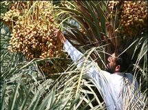 دولت برای خرید دستگاه مکانیزه برداشت خرما کمک بلاعوض می‌دهد