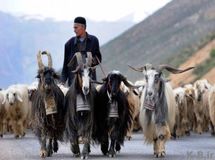 سه طرح مطالعاتی در مناطق عشایری کشور اجرا می‌شود