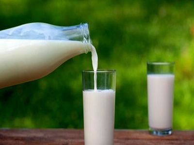 رئیس اتحادیه لبنیات سنتی: چربی لبنیات سنتی فقط خامه است