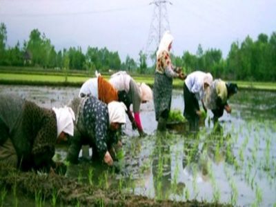 پاپی‌زاده: وزارت جهادکشاورزی اجازه واردات برنج را ندهد