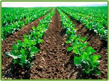 واردات کود به کشور در چهار ماهه نخست امسال 300 هزار و 344 تن بود