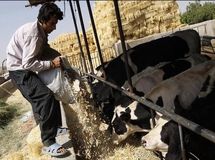 رئیس سازمان تعاون روستایی: انحصار بازار نهادههای دامی شکسته میشود