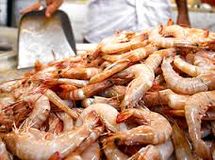 رئیس موسعه تحقیقات شیلات: امسال 20 هزار تن میگو تولید میشود