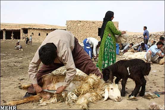 عشایر 30 هزار تن گوشت قرمز بیشتر تولید میکنند