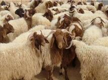 امکان صادرات دام زنده سبک بدون نیاز به مجوز وزارت جهاد کشاورزی فراهم شد