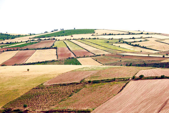 معاون وزیر جهاد: 10 درصد محصولات کشاورزی به روش دیم تولید می‌شوند