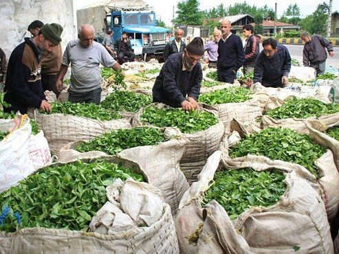 86 میلیارد تومان برگ سبز چای از کشاورزان خریداری شد