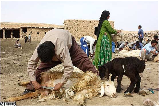 "ارزش اقتصادی تولیدات دام و طیور کشور 470 هزار میلیارد ریال است"