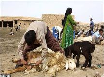 "ارزش اقتصادی تولیدات دام و طیور کشور 470 هزار میلیارد ریال است"