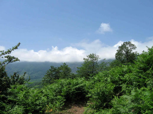 معاون وزیر جهاد: لایحه حفاظت  از منابع طبیعی به مجلس ارایه شد