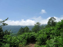 معاون وزیر جهاد: لایحه حفاظت  از منابع طبیعی به مجلس ارایه شد