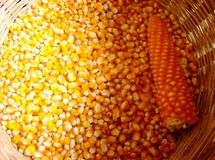 واگذاری امتیاز تکثیر و فروش دو رقم بذر هیبرید ذرت به بخش خصوصی نهایی شد