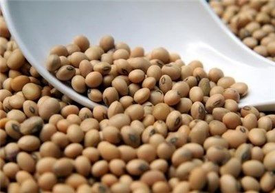 وزیر جهاد کشاورزی: نرخ خرید تضمینی گندم به زودی اعلام می‌شود