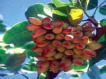 معاون وزیر جهاد: سالانه یک میلیارد دلار پسته از کشور صادر می‌‌شود