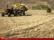 ملکی: تاکنون شش میلیون و ۶۷۰ هزار تن گندم از کشاورزان خریداری شده است