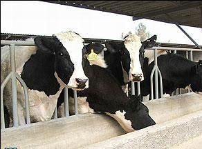 مرکز آمار ایران: قیمت تولید محصولات گوشتی صنعتی در سال 91، 61 درصد رشد داشت