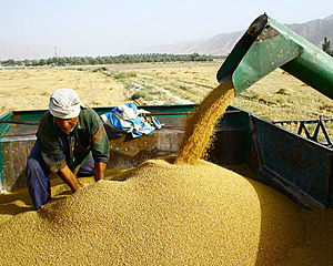 هیأت دولت قیمت خرید تضمینی محصولات زراعی برای سال 94-93 را تصویب کرد + جدول