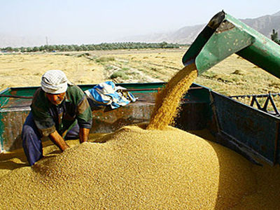 هیأت دولت قیمت خرید تضمینی محصولات زراعی برای سال 94-93 را تصویب کرد + جدول