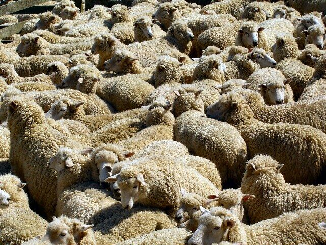 رئیس اتحادیه گوشت گوسفندی: دام زنده را از مراکز بهداشتی خریداری کنید