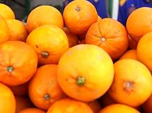 رئیس اتحادیه باغداران: مشکلی در تأمین مرکبات موردنیاز از جمله پرتقال برای سال جاری نداریم