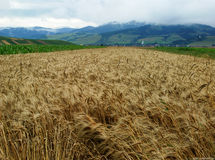 عضو هیئت علمی دانشگاه تربیت مدرس: طرح "نکاشت" شتابزده و بدون کار کارشناسی مطرح شده است