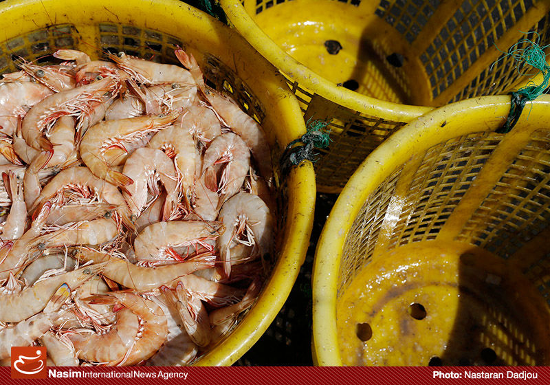 نماینده تجاری روسیه: از ایران مرغ، ماهی و میگو وارد میکنیم