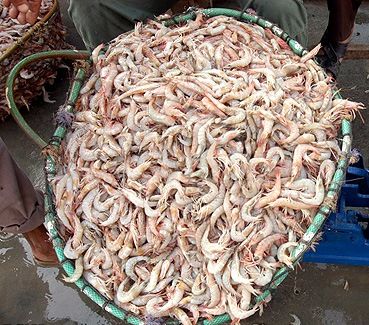 میگو و قزل آلای ایران به روسیه صادر میشود