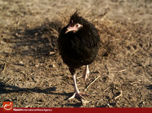 ورود طیور زنده اروپایی ممنوع شد