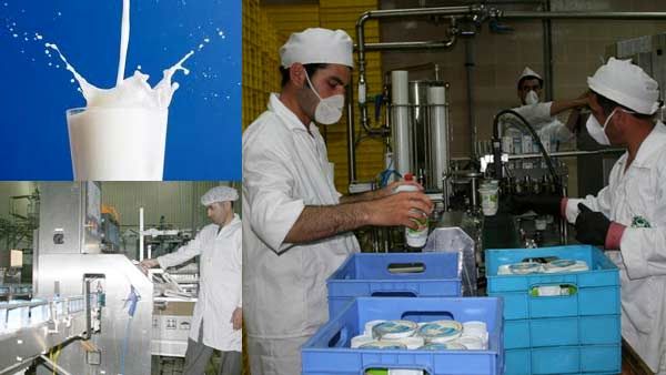 دبیر انجمن صنایع لبنی: خرید تضمینی سبب حمایت از دامداران و صنایع شد