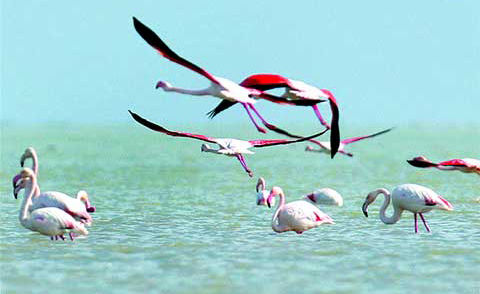 "تالاب‌های میانکاله، ارژنگ و پریشان صاحب حریم می‌شوند"