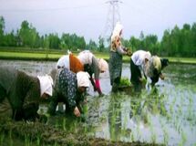 دبیر انجمن حمایت از برنج از عرضه برنج ایرانی با شناسنامه و کد رهگیری از سال آینده خبر داد