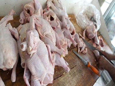 معاون بهداشتی و پیشگیری سازمان دامپزشکی: گوشت مرغ تولید داخل سالم است
