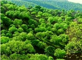 رئیس سازمان امور اراضی کشور: به اسم توسعه، باغ و طبیعت را تخریب می‌کنند