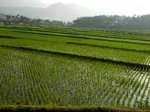 رئیس سازمان کشاورزی تهران: ۶۵ درصد تغییر کاربری اراضی کشاورزی تهران با هدف درآمدزایی است