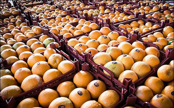 عرضه 70  هزار تن سیب و پرتقال تنظیم بازار از امروز تا 15 فروردین ‌آغاز شد