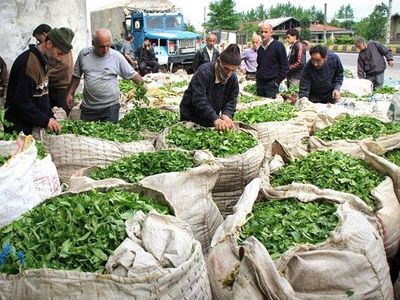 مصوبه خرید تضمینی چای و پیله تر ابریشم ابلاغ شد