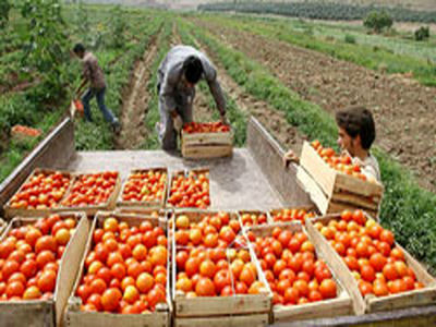 قیمت تضمینی محصولات کشاورزی ابلاغ شد+جدول