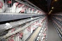 مدیرعامل شرکت پشتیبانی امور دام: صادرات مرغ ایران 2.5 برابر می‌شود