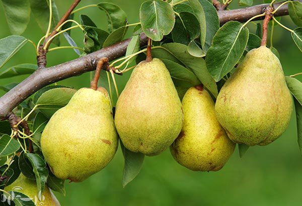 رئیس اتحادیه فروشندگان میوه و تره‌بار: گلابی چینی هم وارد بازار شد!