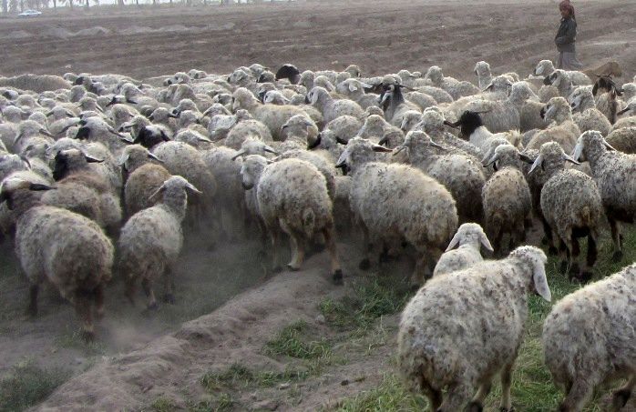 ایران در تولید دامهای اصلاح نژاد شده خودکفا شد