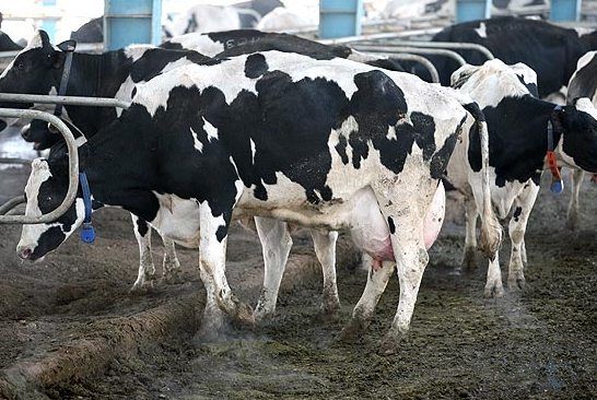 شاخص قیمت تولید کننده گاوداری‌های صنعتی افزایش یافت