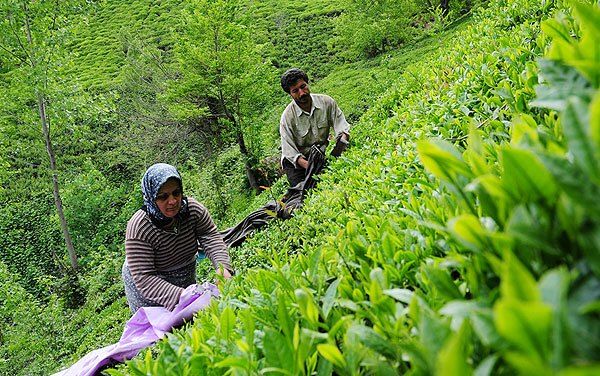 رئیس سازمان چای: سطح کشت باغ‌های چای 20 هزار هکتار کاهش یافت