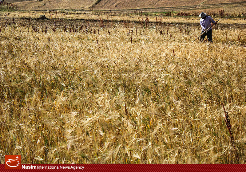 بانک مرکزی موظف به اختصاص تسهیلات برای خرید گندم داخلی شد