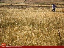 بانک مرکزی موظف به اختصاص تسهیلات برای خرید گندم داخلی شد